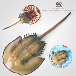 �羳���溣�����ģ�͌������A�c�R��з�|���c�~���b��쾰�[��