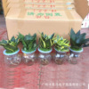 Direct supply of the base ｜ Hydroponic plant small forest tiger pimuro potted flowers, succulent green plant office tiger tiger