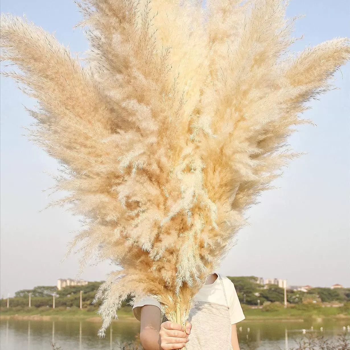 蒲苇干花灰毛大芦苇蒲苇婚庆装饰北欧风大小芦苇干花厂家批发