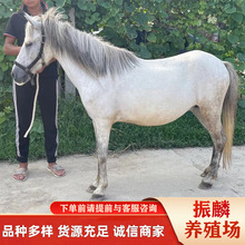 �^�p���R���^�T�˰��R�����T�ĵ±����R С���R�Bֳ��