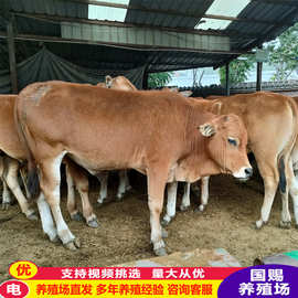 广东省鲁西黄牛养殖场,鲁西黄牛小牛犊肉牛养殖场建设图片