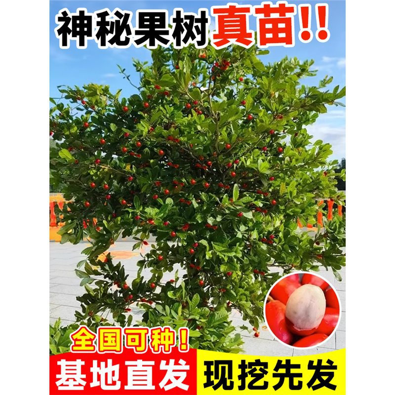 神秘果果树鲜果水果盆栽云南神秘果变味果苗四季阳台庭院带土地栽