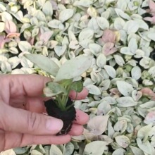 �S�ҹ����W�t�^�~�Gֲ���Ի���ֱ�Nţ�̼�м�Ϲ���ϣ�л��������l