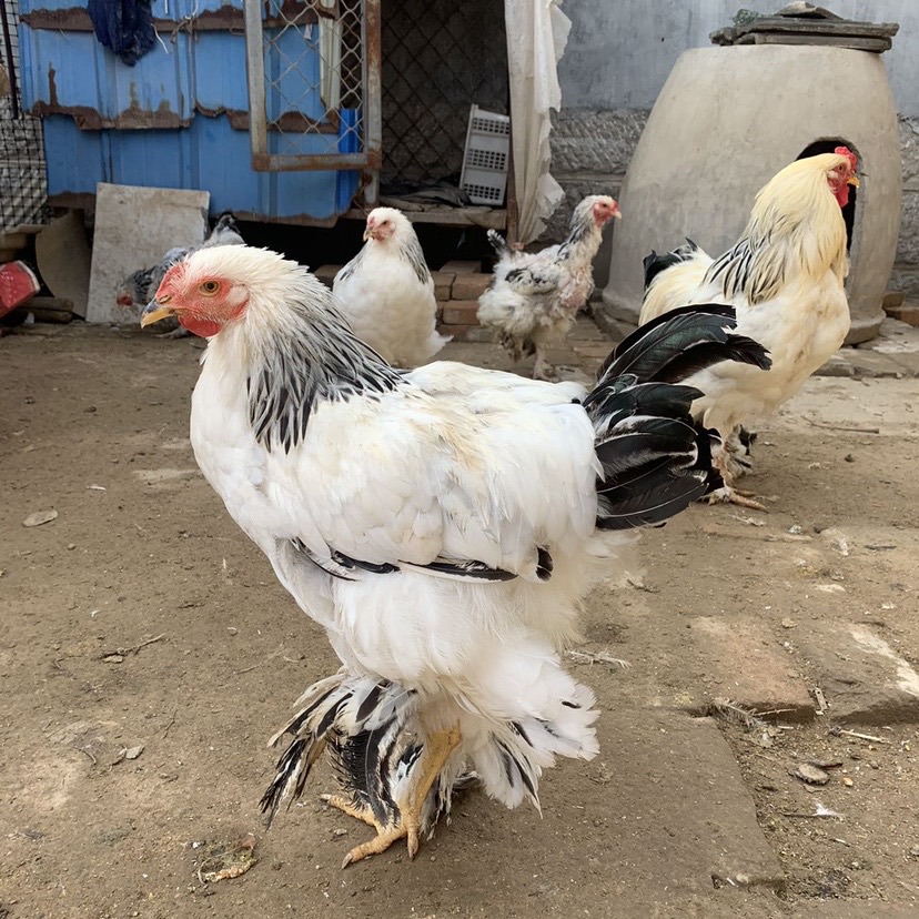 正宗婆罗门鸡脱温小鸡苗巨型梵天活体大型婆罗门鸡景区观赏巨型鸡