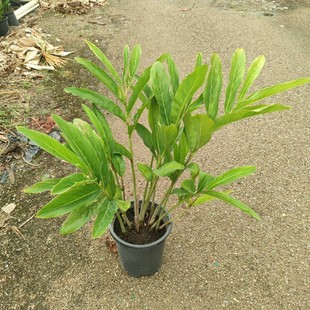 2408 Nursery Supply Nanjiang Potted 60-100cm High Ginger Flower Medicinal and Food Botanical Medicine Garden Courtyard