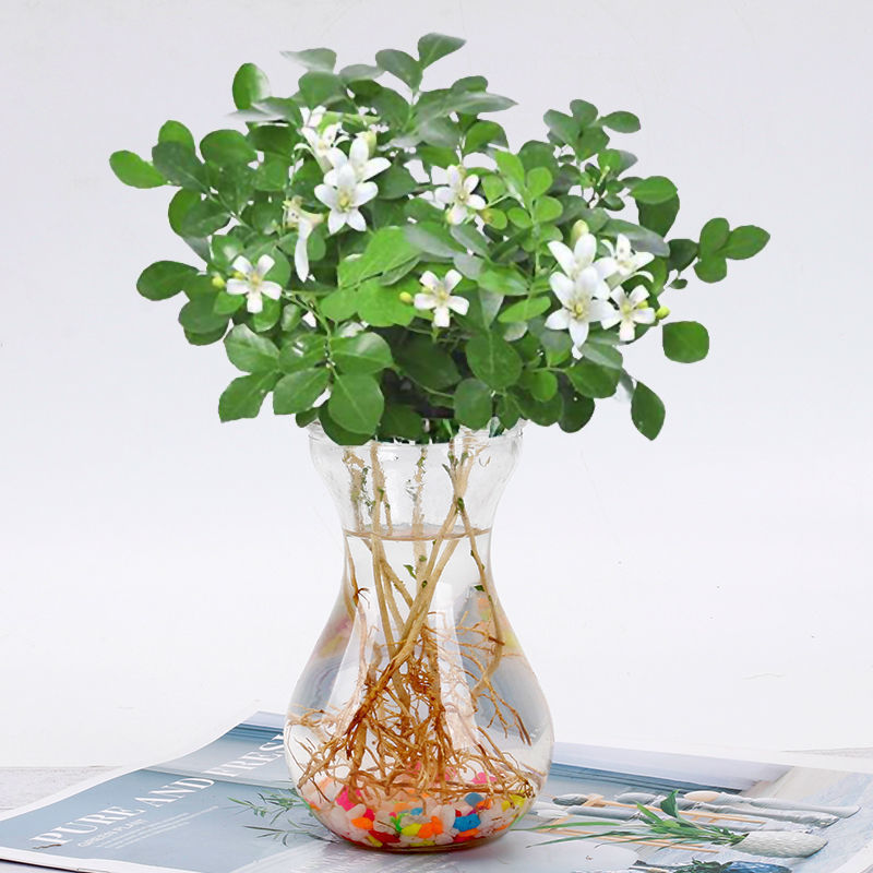 구리향 10개 [히아신스 유리병 + 영양액]