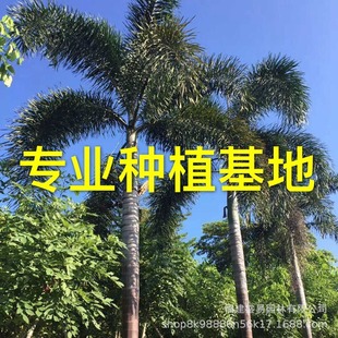 Clustered Foxtail Coconut Wholesale Multi-Pole Foxtail Coconut Base Jiangxi Foxtail Coconut Tree Foxtail Coconut Supply
