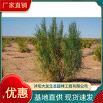 梭梭树苗基地批发 自产自销  品种齐全景区造景工程绿化苗