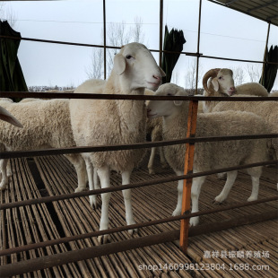 �������l���BֳСβ�������ĸ�����ĸ�� Сβ������ӆُ����