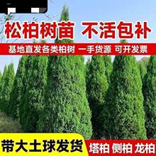 塔柏树苗松树苗侧柏树苗龙柏树苗松柏树苗四季常青塔松绿化植物