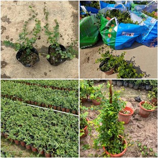 Base Wholesale Bili Jelly Magnolia Jelly Cup Seedlings Pot Seedlings