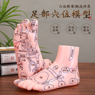 Foot Massage Model Human Body Acupuncture Point Diagram Foot Sole Reflex Zone Sole Meridian Foot Therapy Tool Household 25cm