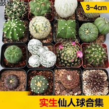 ���������������ƺϼ� ��������ϵ�� ���B�����ֽM�϶�ë����̫��