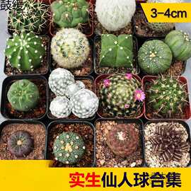 实生仙人球仙人掌合集 仙人柱根系好 易养活新手组合短毛丸麦太保