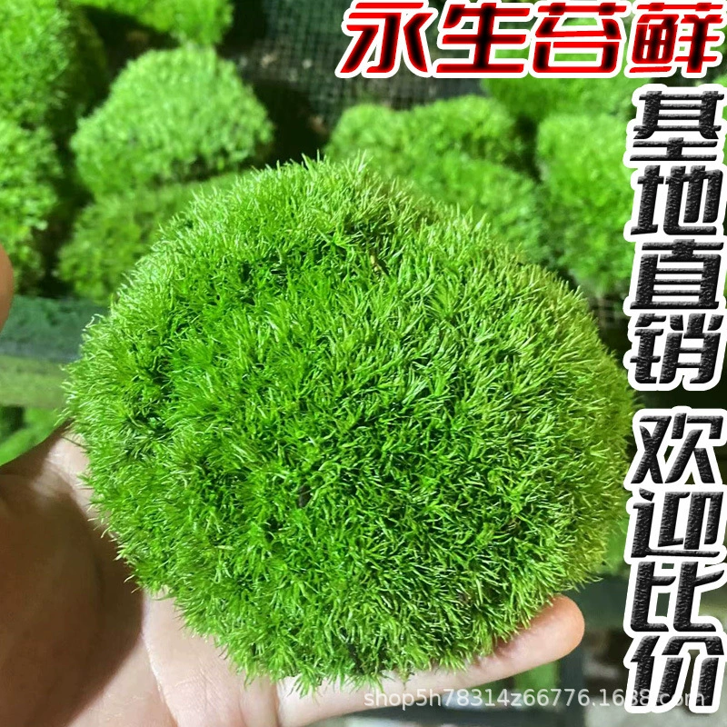 Вечный мох, вечный белый волосистый мох, вечный большой серый мох, мох для ландшафта в помещении, внутренняя отделка, имитация мягкого украшения из мха