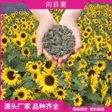 一年生花卉种子现货花坛 观赏花向日葵种子食用花种花带易存活