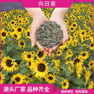 观赏食用向日葵花种子籽基地花海景观园林绿化工程葵花籽橙色花卉