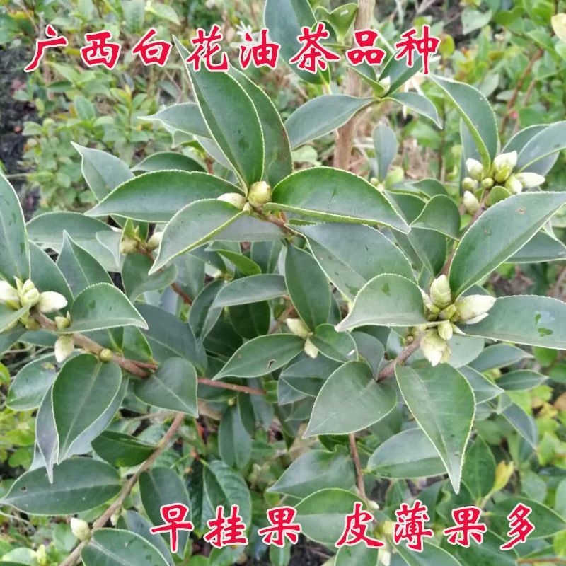 广西白花油茶苗实生苗高产皮薄油率高基地直发祼根苗地苗岑溪