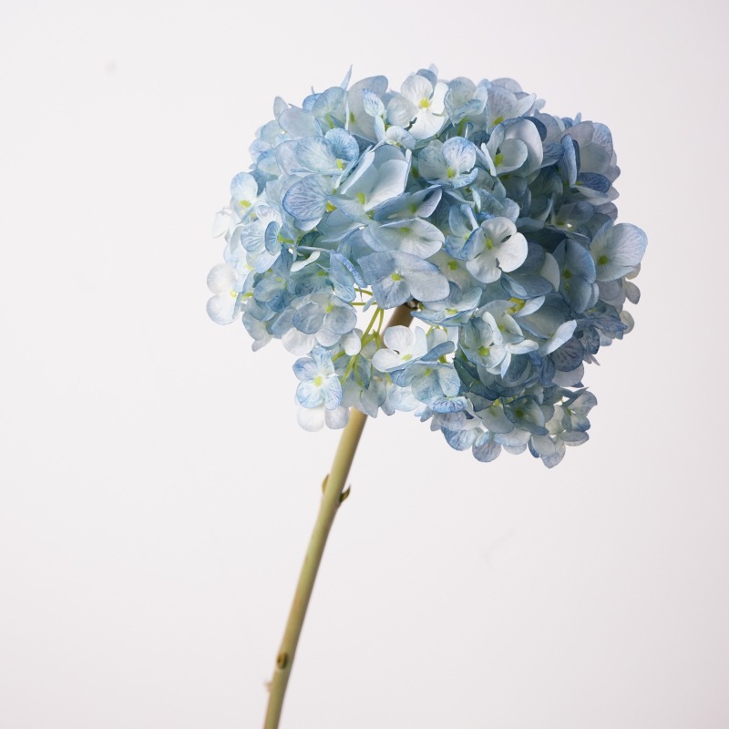 네덜란드 수국 큰 가지 - 파란색