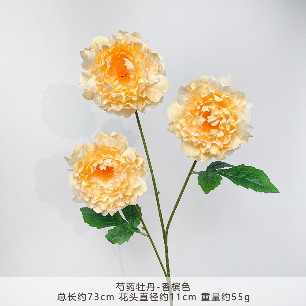 YN-芍药牡丹-香槟