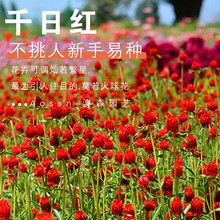 ǧ�ռt���N�����԰��ռt���ļ����컨�N�׷N����ǧ����ǧ�ռt�N��