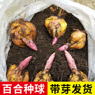 5 Perfume Lily Bulbs with Buds for All Year Round, Double-Petaled Indoor Balcony Green Plants, Potted Lily Seedlings Seeds