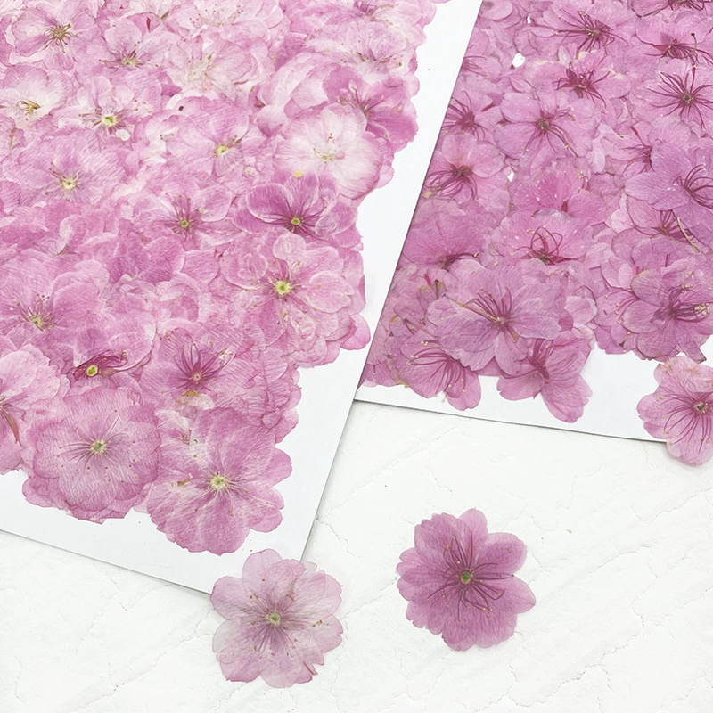 Вишневый цвет Сушеный цветок Настоящий образец растения DIY Тисненая фоторамка Закладка Свеча Клей Капля Amazon Hot Cross-Border