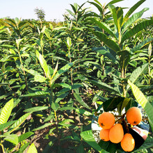 ˾Gľ ˘˘G˘ @G ذl؛