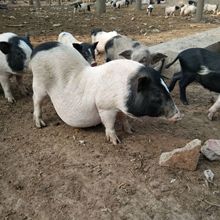 养殖萌宠巴马香猪纯种花猪家养观赏猪活体巴马香猪价格市场价格