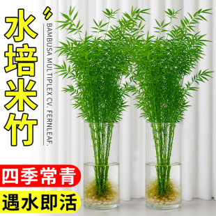 ˮ�������҃�����ֲ��ˮ�B�^�����F��������͏d���˸߼��оGֲ