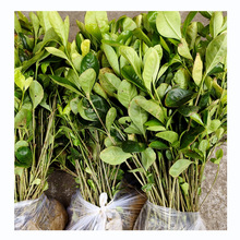 �d�ӻ�����~֦�ӻ�С��G�h���Ի�����ľ�r�񃞻��Lɳ���껨�^