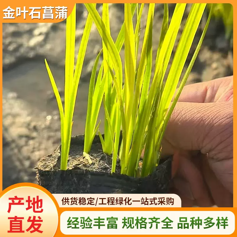金叶苔草绿化庭院别墅造景多年生植物金叶石菖蒲四季好养观叶花卉