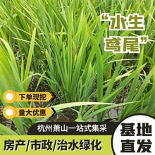 黄花鸢尾水生植物黄菖蒲湿地工程绿化治水治污水体净化植物