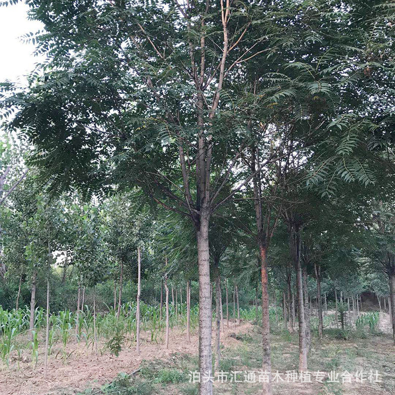 椿树 工程绿化苗木椿树 椿树苗 大棚露天可种植 香椿树 椿树-阿里巴巴