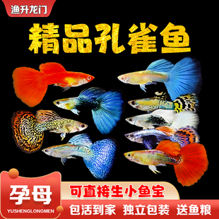��ȸ�~��ˮ̥���~���w���B��ˮ���~С�͟Ꭷ�^�p�~��Ʒ���N�Pβ�~