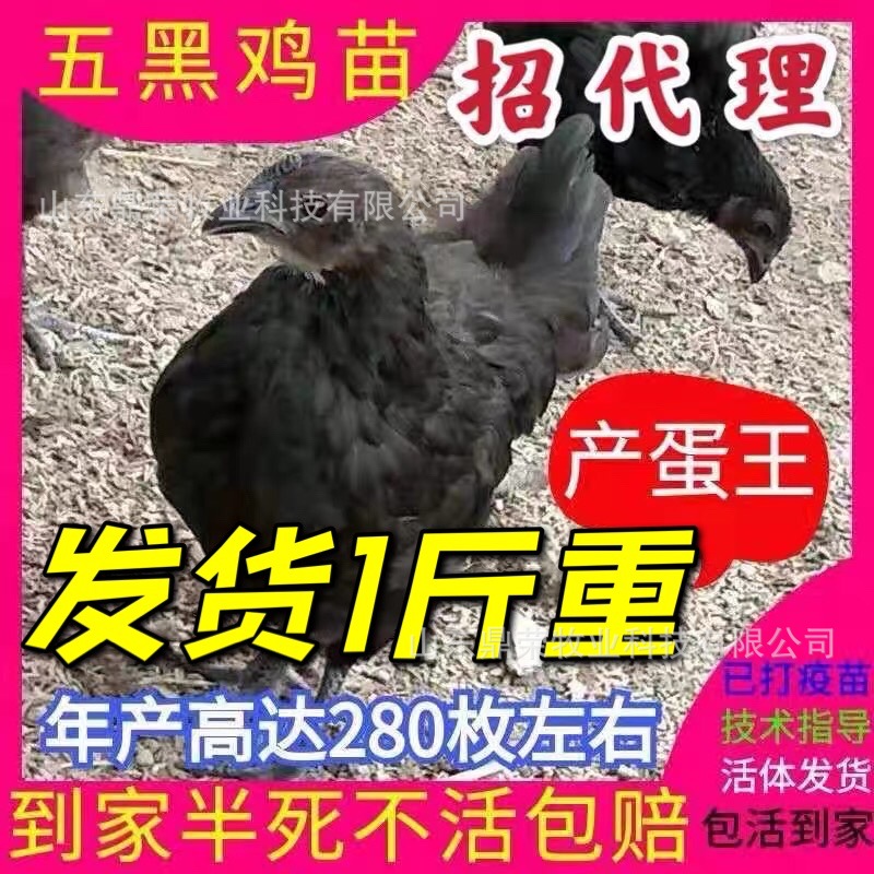 langshan langshan Chicks wholesale National conservation farm Shandong large Breeding poultry Breeding base regular