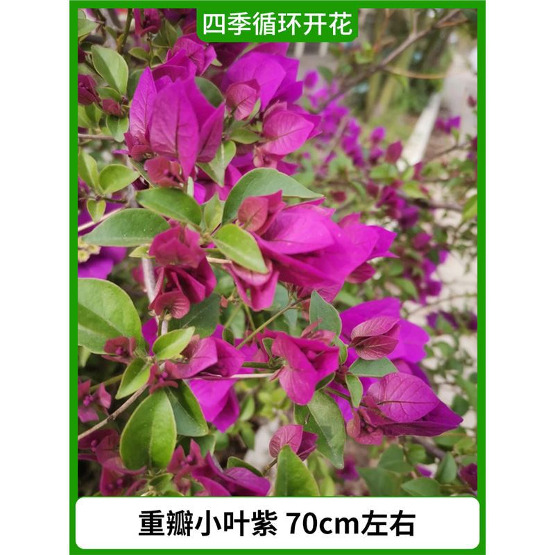 이중엽 보라색, 높이 약 70cm [사계절 내내 꽃이 핀다] (원래 화분에서 배송)