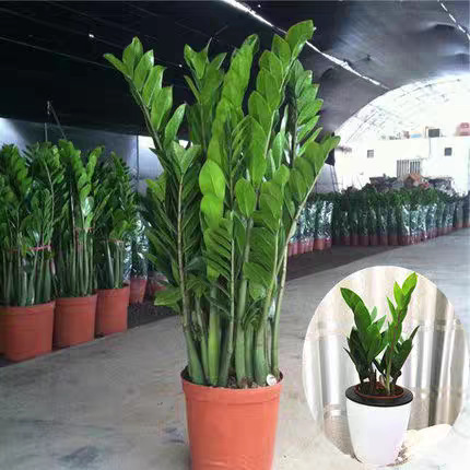 Money Tree Potted Plant Indoor Living Room Ornamental Large Green Plant Money String Evergreen All Year Round Easy to Care for
