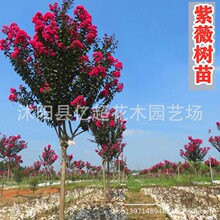 批红花紫薇天鹅绒树苗红火球红火箭盆栽地栽小苗庭院种植乔木紫薇