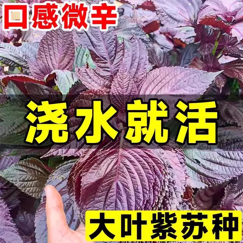 紫苏种子可食用双面红紫苏大叶紫苏种子四季耐热阳台盆栽蔬菜种子