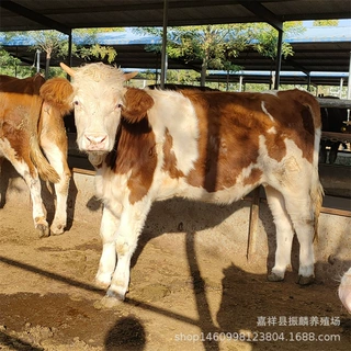 广西改良肉牛苗 西门塔尔牛犊6-7个月的鲁西黄牛 山东养牛场