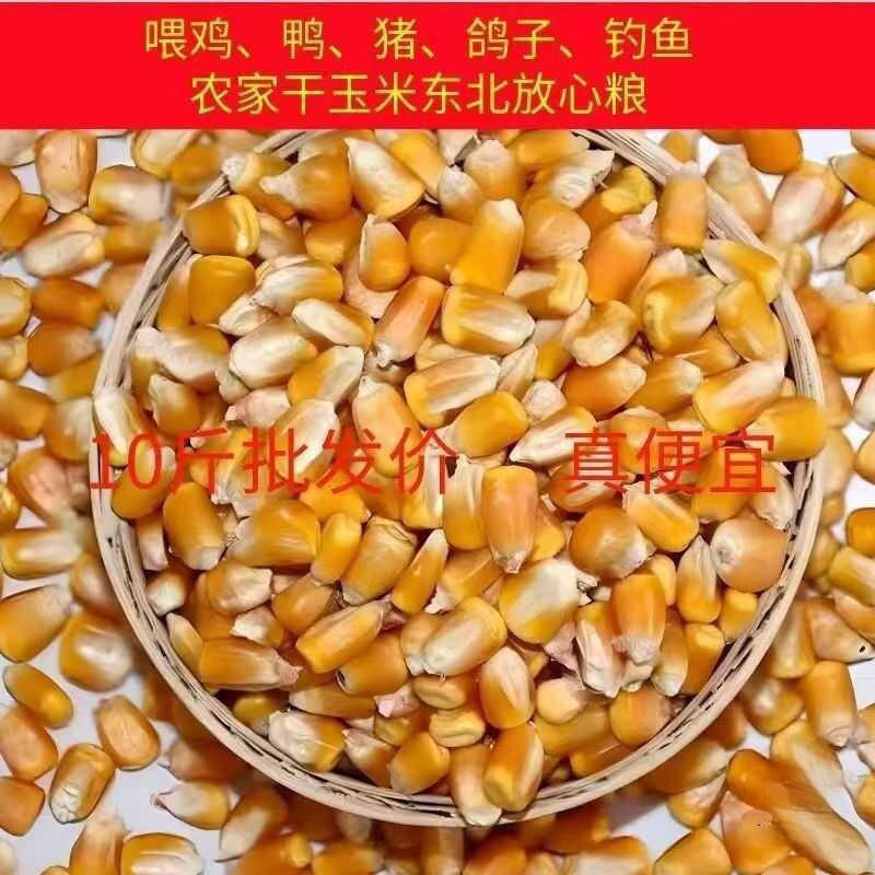 干喂农家包邮斤玉米粒鸽子杂粮10新货玉米粒老式鹅鸡鸭钓鱼黄打窝|undefined