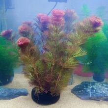 �~�׵�ˮ�쾰�󾰼t��ˮ���~��ݺ��B�׻�o�������̼�ļtɫˮ��