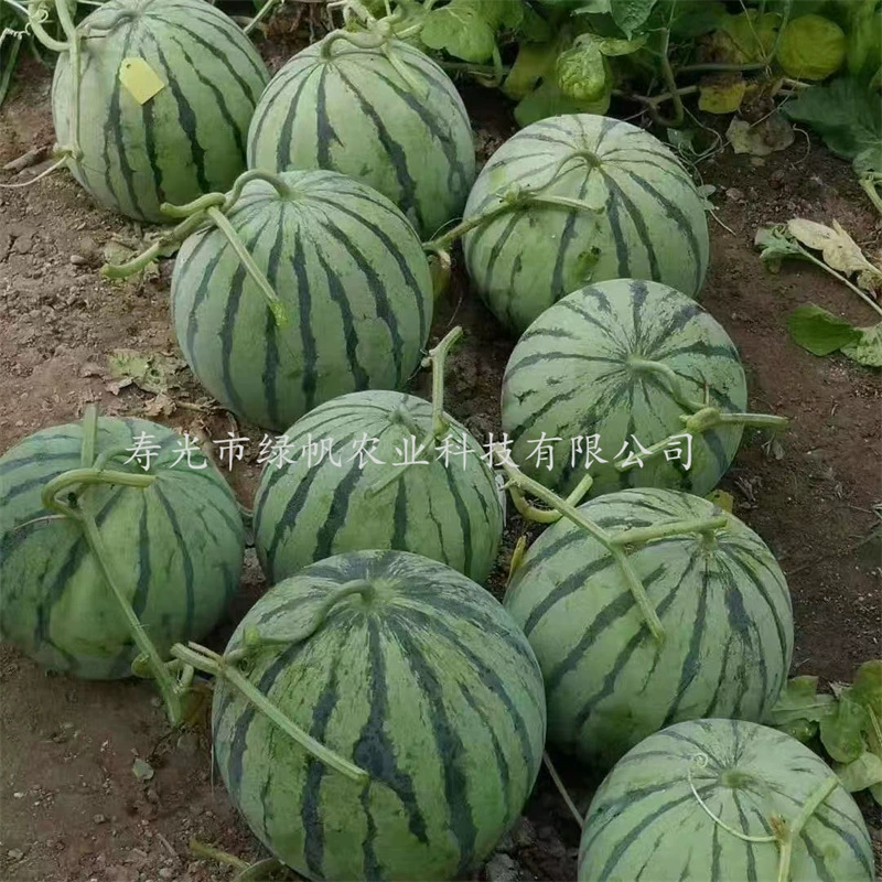 Прививка 8424 Sweet Wang Meidu Рассада арбуза Кирин Гуа Цзинсинь Хунюй Торнадо Xinong No.8 2K