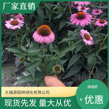 【基地批发】宿根花卉松果菊 时令花卉租摆工程松果菊苗 量大价优