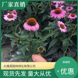 [Base Wholesale] Perennial Flower Coneflower Seasonal Flower Rental Project Coneflower Seedlings Large Quantity and Excellent Price
