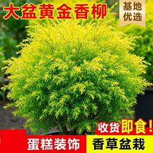 黄金香柳盆栽千层金树苗阳台庭院四季好养花镜植物室外种植绿化苗