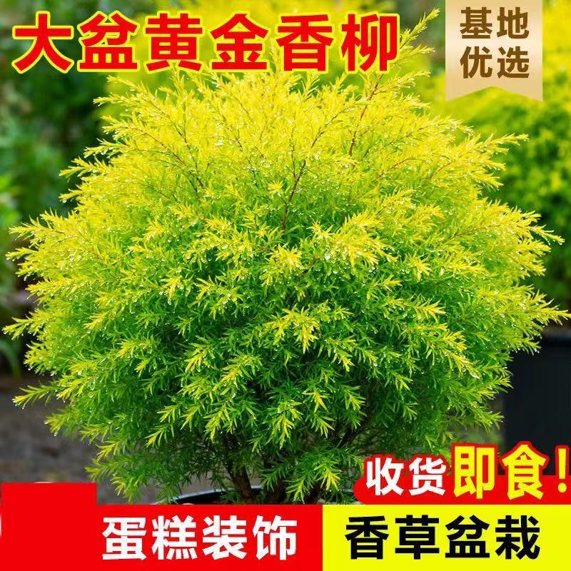 黄金香柳盆栽千层金树苗阳台庭院四季好养花镜植物室外种植绿化苗