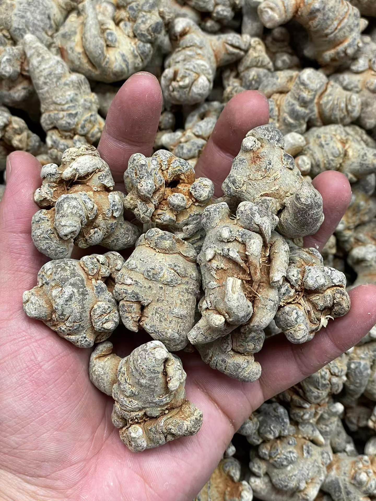 Dried Notoginseng Root Heads from Yunnan Wenshan Sanqi Tianqi Herbal Decoction Pieces 250g preparation