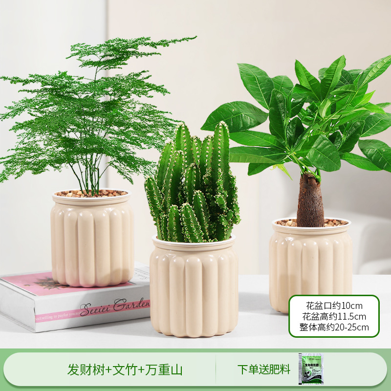 돈나무 + 아스파라거스 + 완중산